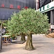 Olive Tree
